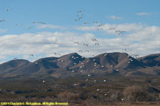 snow geese flock
